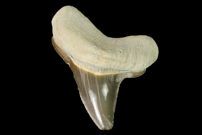 Bargain, Fossil Shark (Cretoxyrhina) Tooth - Kansas #142957